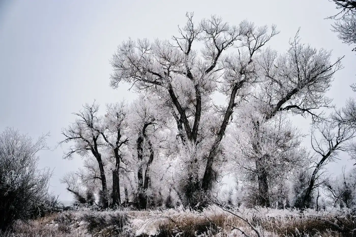 Frosted Cottonwoods — Wyoming winter