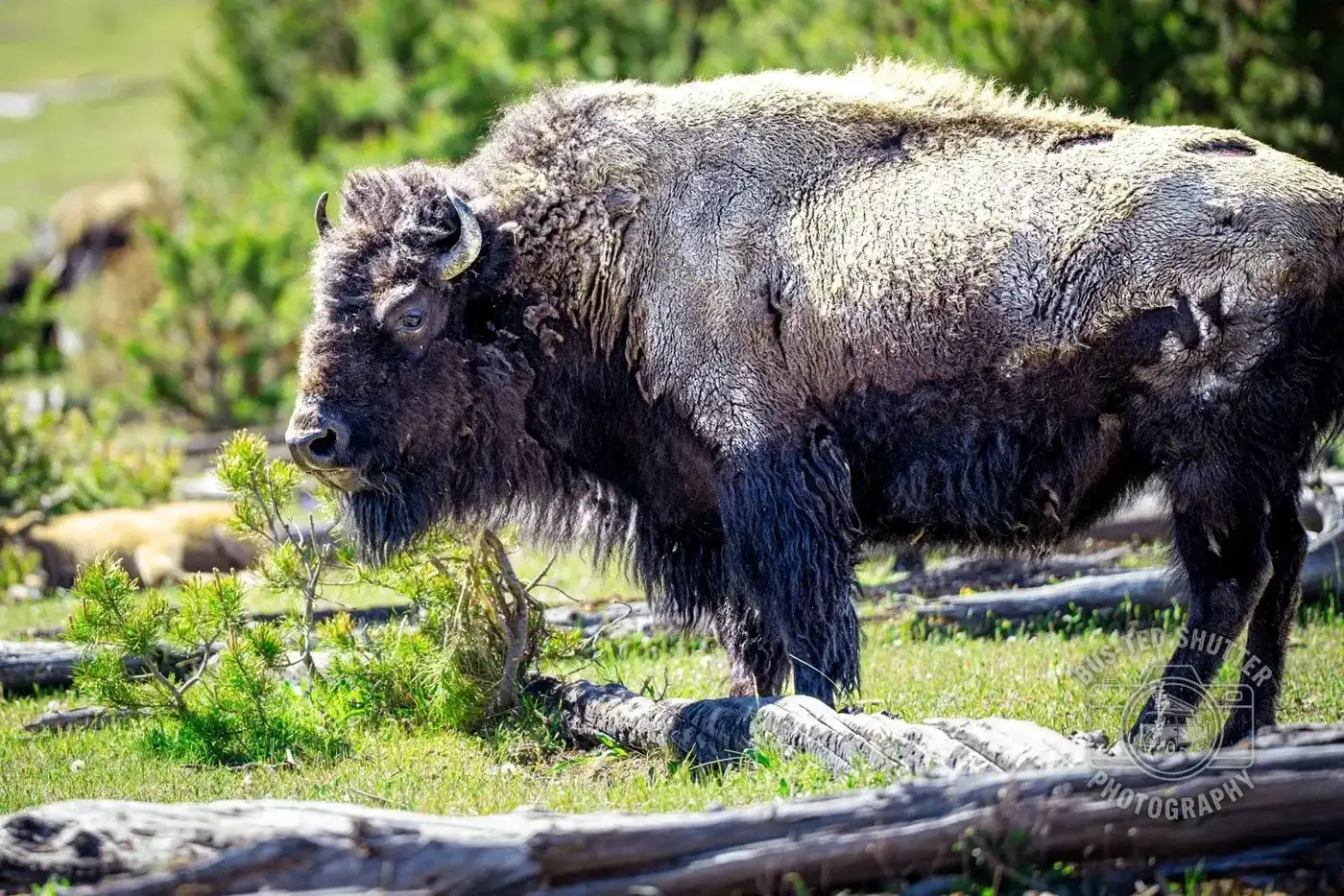 Home on the Range — Yellowstone country
