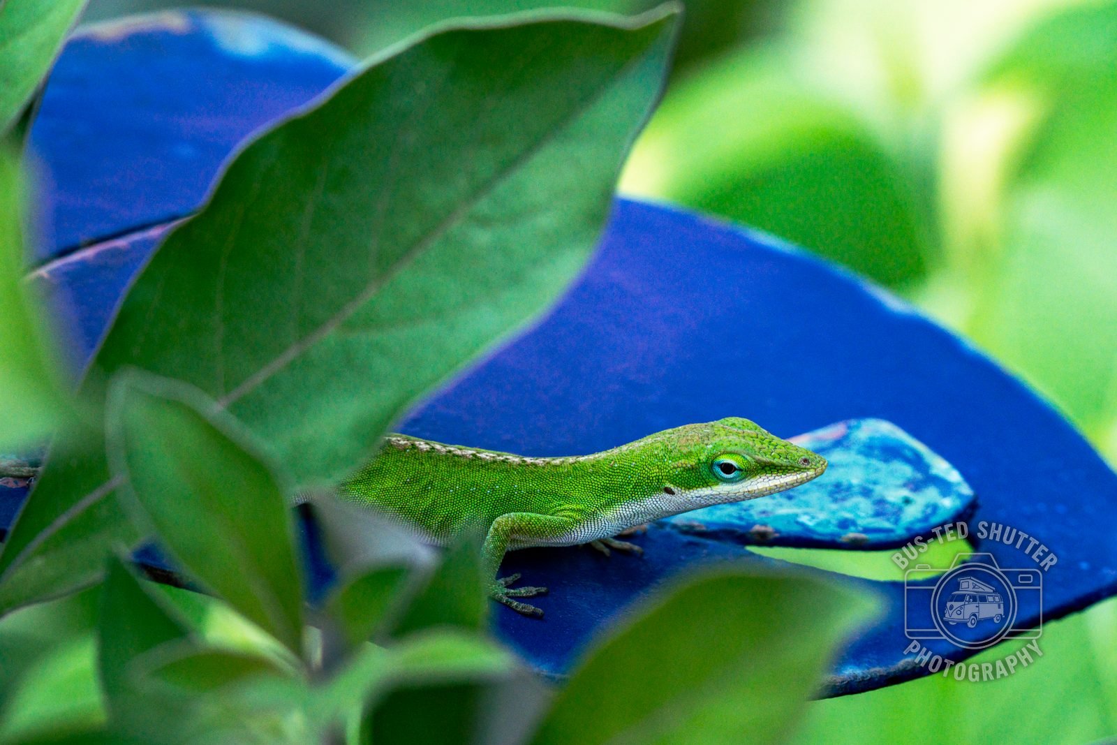 Green anole lizard on a blue leaf