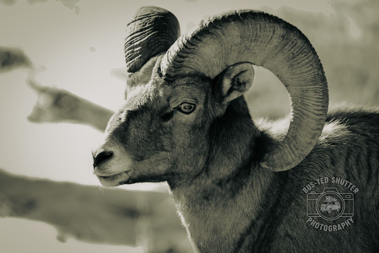 The Ram — fine-art print
