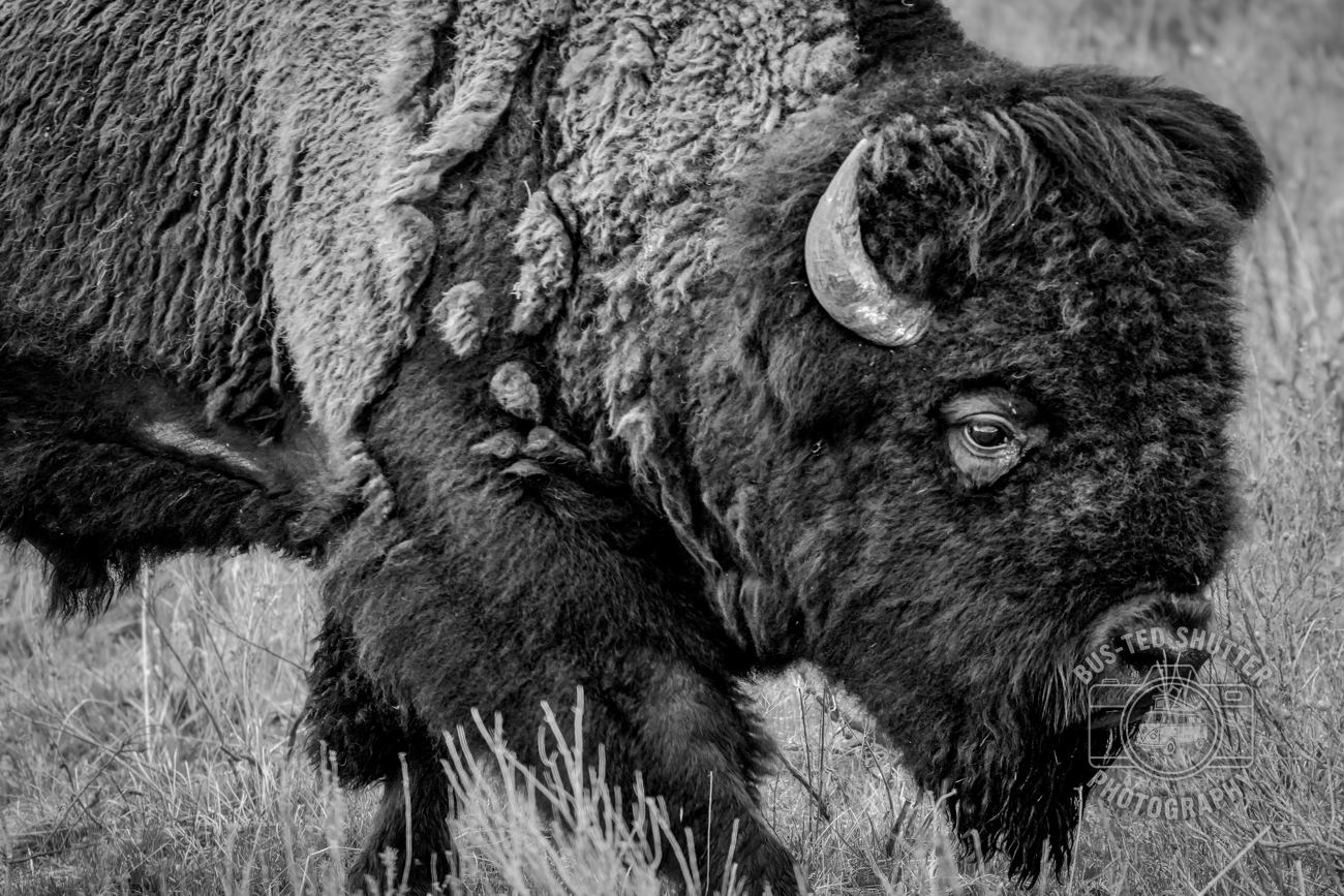 Old Man of the Plains — fine-art print