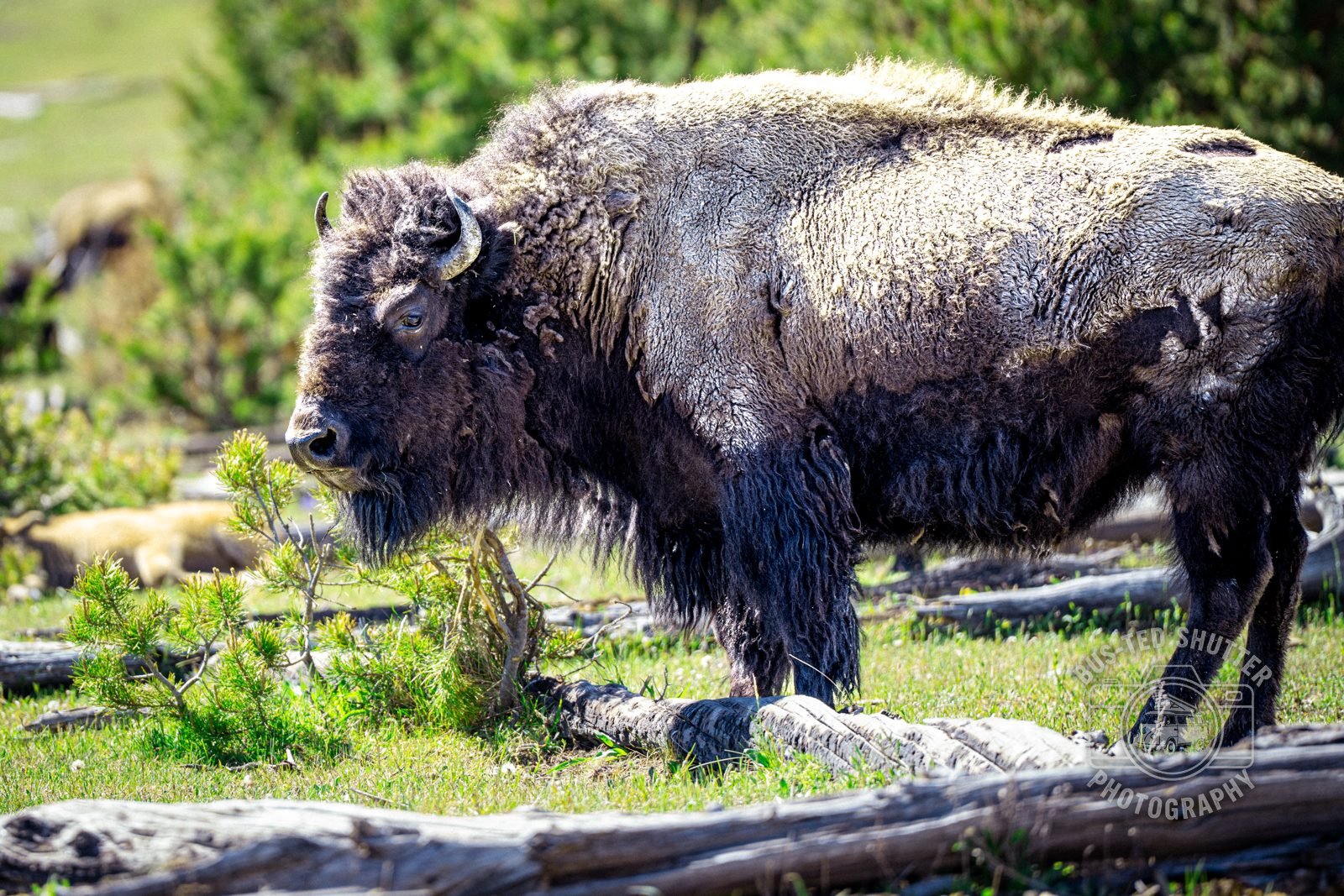 Bison grazing in a green mountain meadow