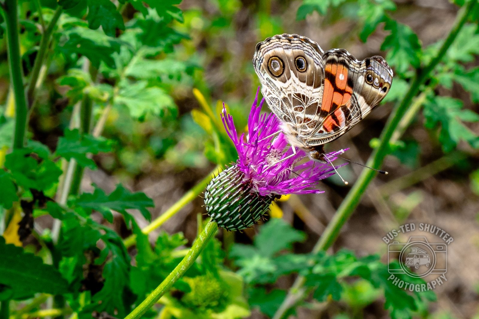 Painted lady butterfly on a purple thistle
