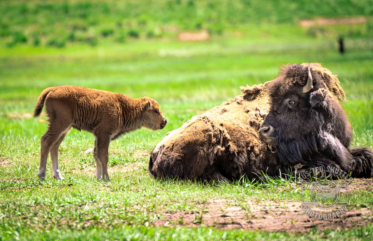 Calf and Cow — fine-art print