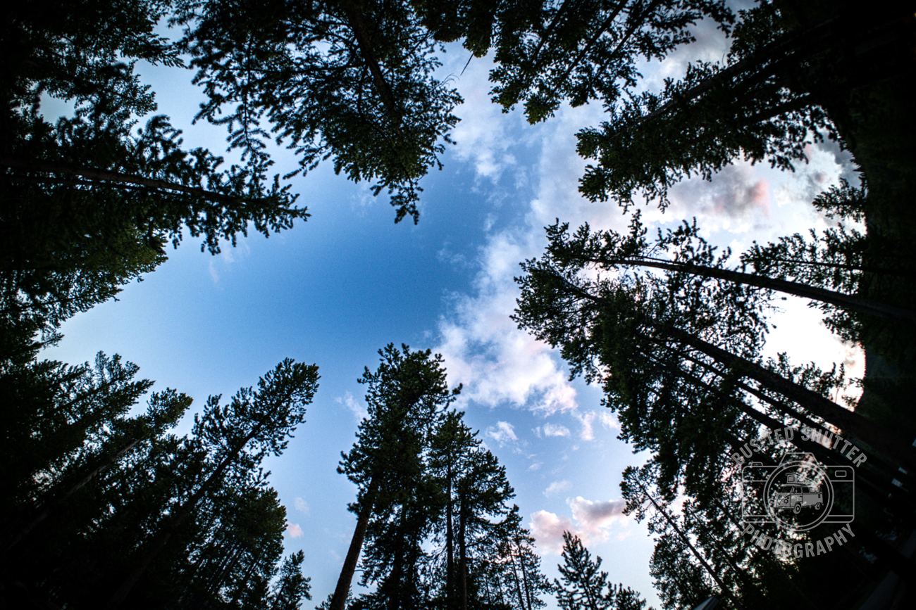 Cathedral of Pines — fine-art print
