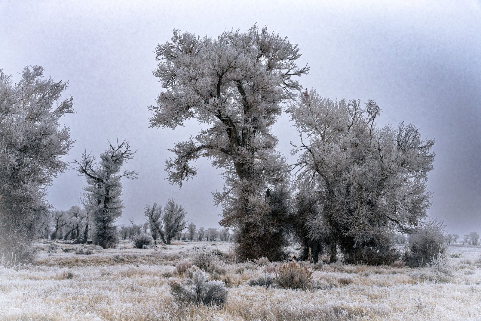 Cottonwood Grove — fine-art print