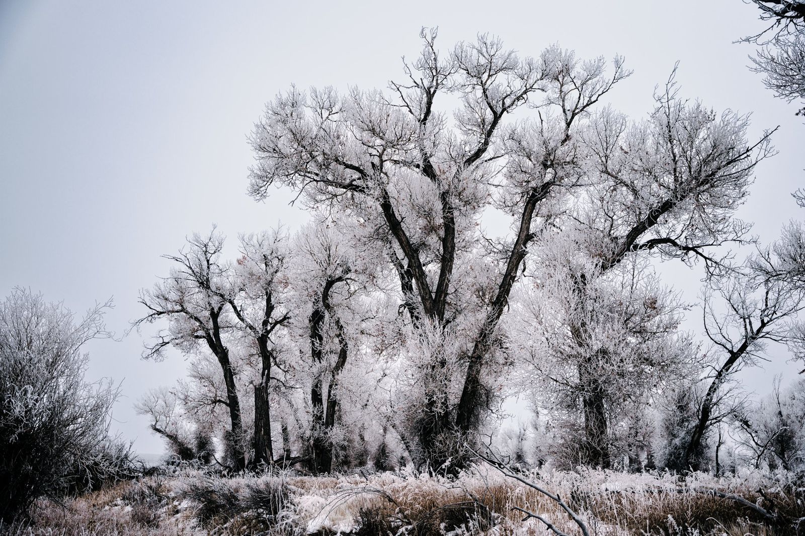 A stand of cottonwood trees rimed with frost