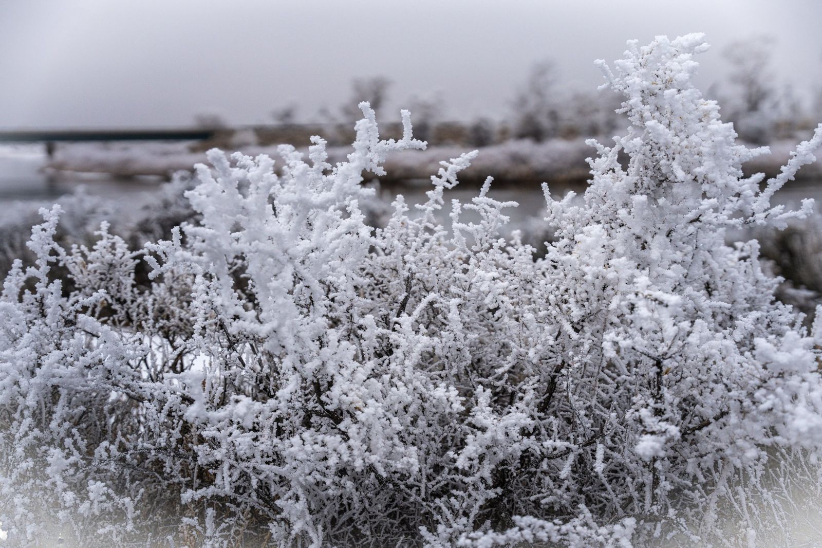 Frost Detail — fine-art print