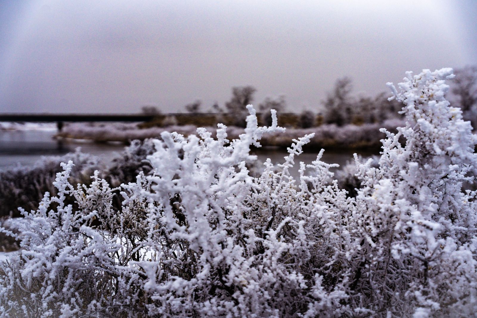 Frosted Sagebrush — fine-art print