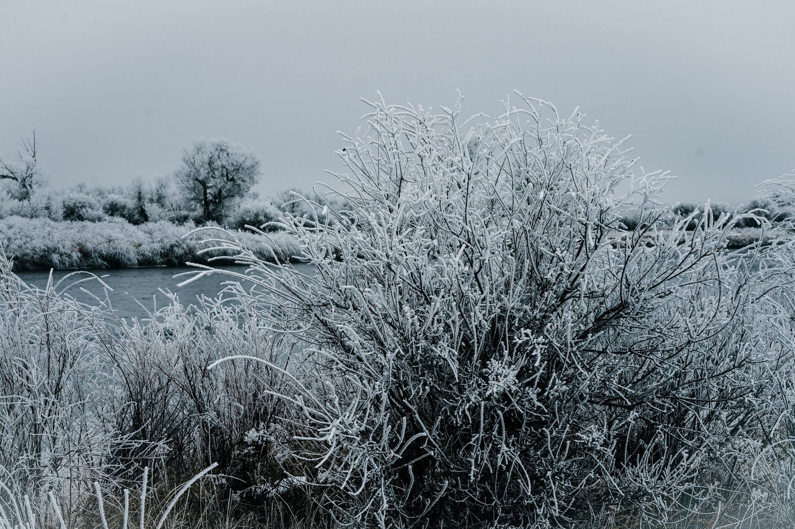 Frosted Willows — fine-art print