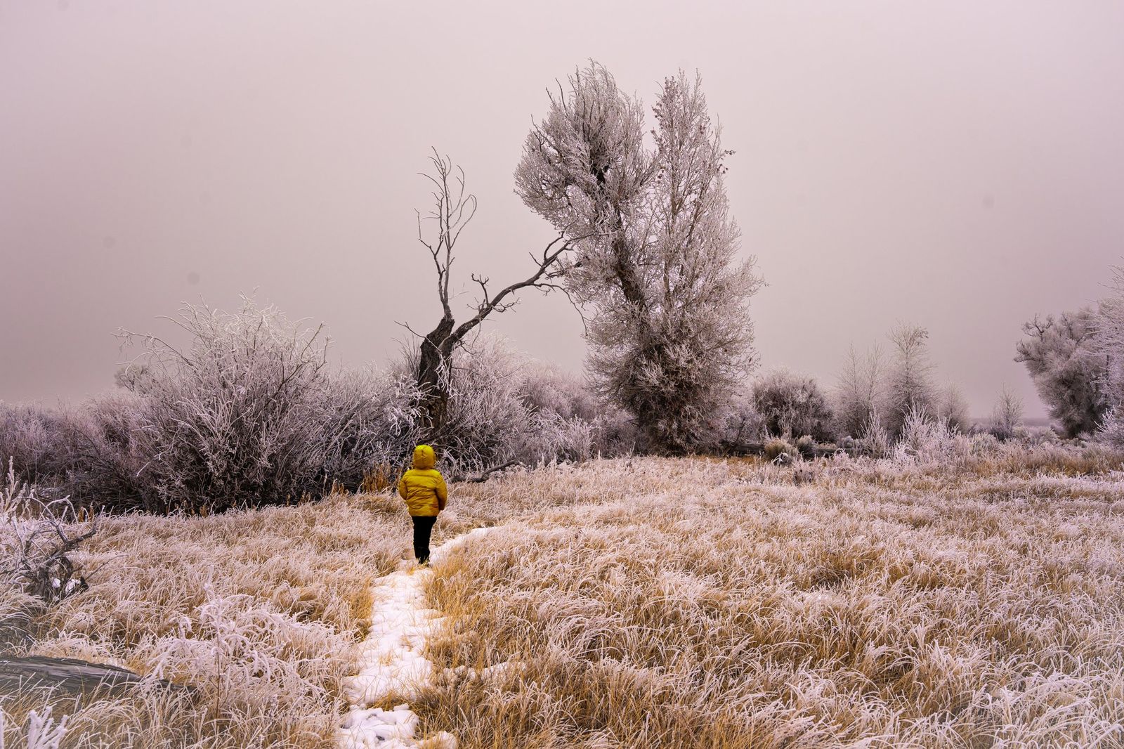 Into the Frost — fine-art print