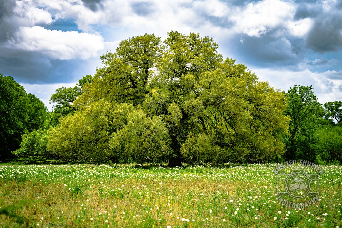 Meadow Oak — fine-art print