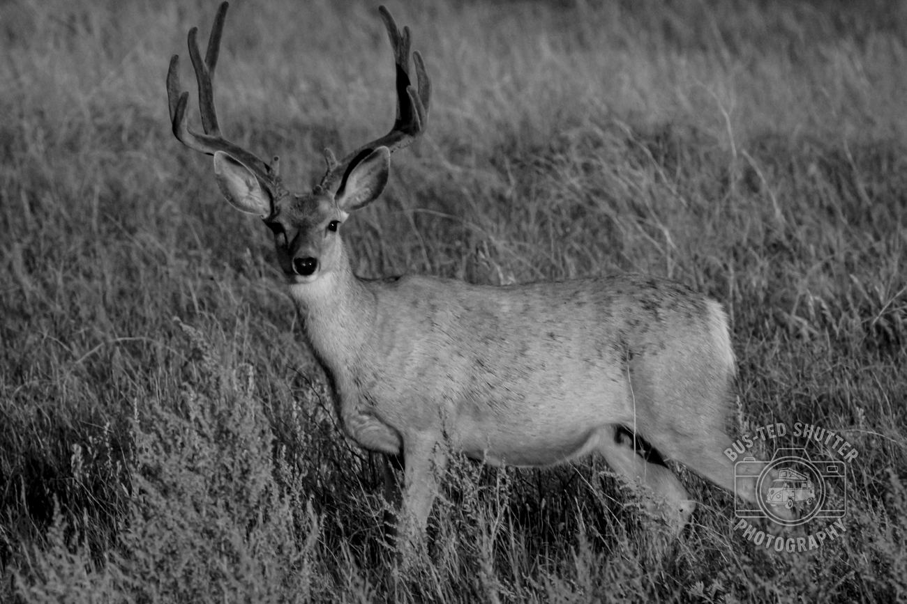 The Buck — fine-art print