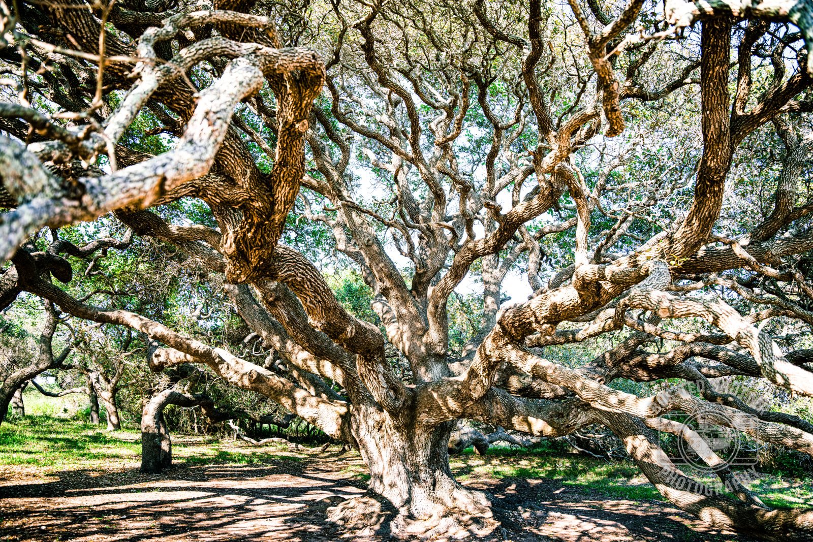 Ancient live oak with sprawling branches
