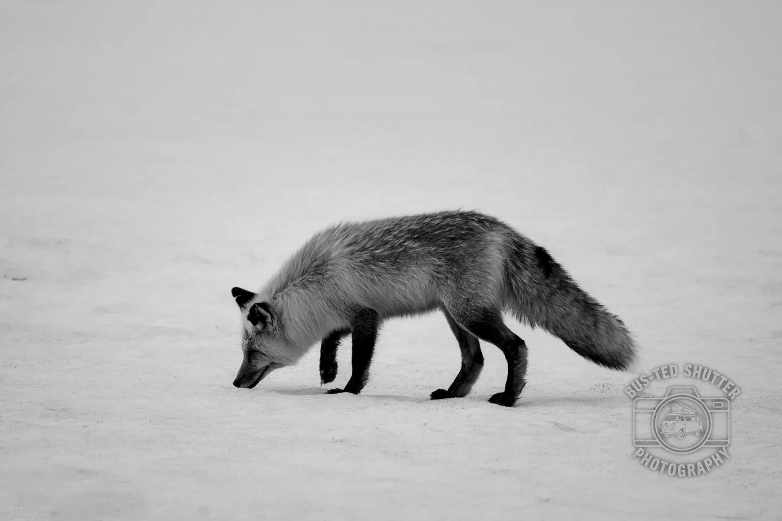 First Snow — Red fox