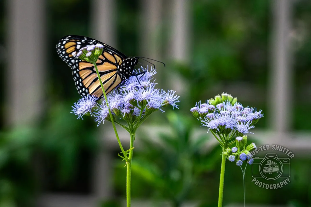 Monarch — On wild ageratum