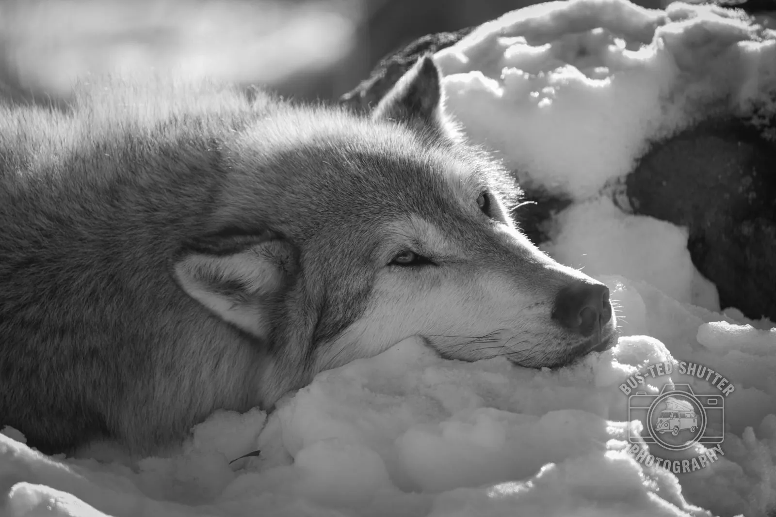 Pack Bond — Grey wolves