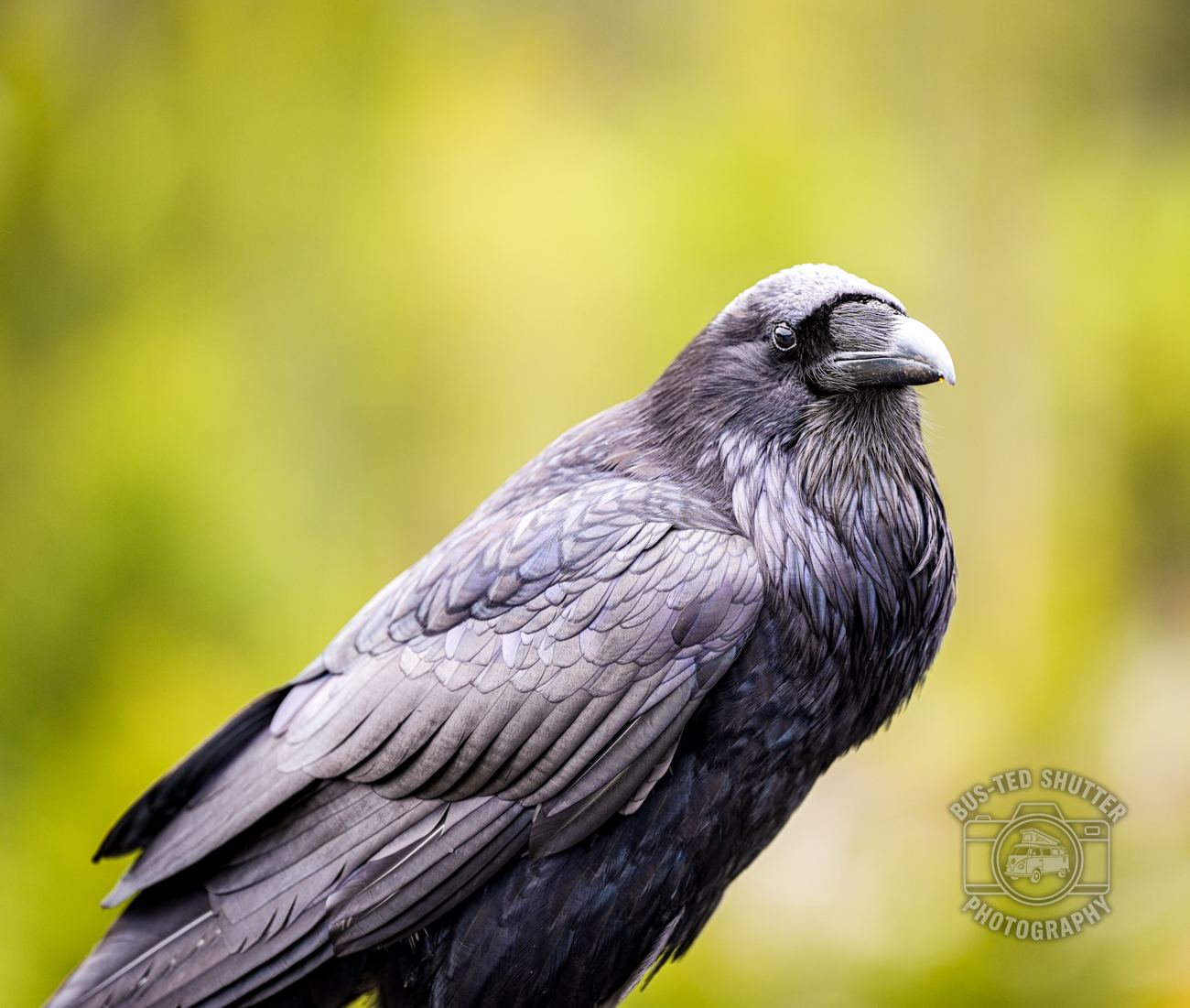 The Raven — fine-art print