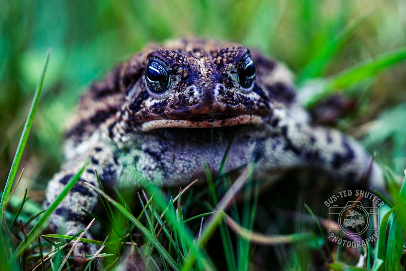 Little Toad — fine-art print