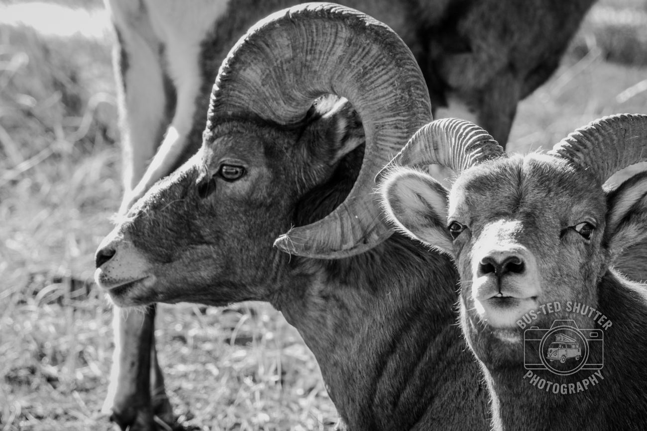 Two Rams — fine-art print