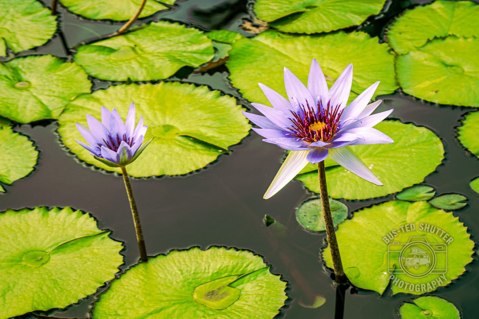Purple water lilies among lily pads