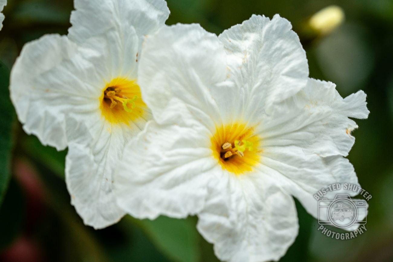 White Blooms — fine-art print